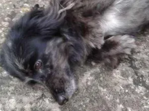 Cachorro raça salsicha idade 1 ano nome meg
