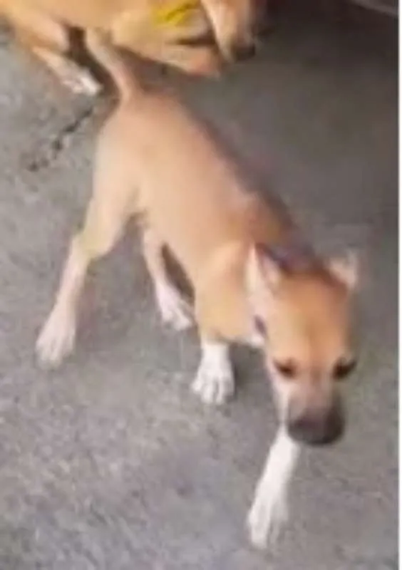 Cachorro ra a SRD idade 2 a 6 meses nome Tica