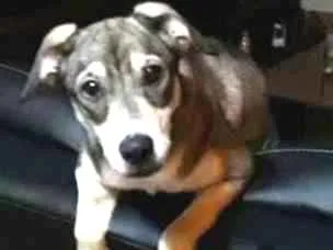 Cachorro raça Vira lata idade 1 ano nome Lucy