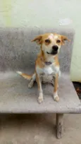 maya e seus filhotes
