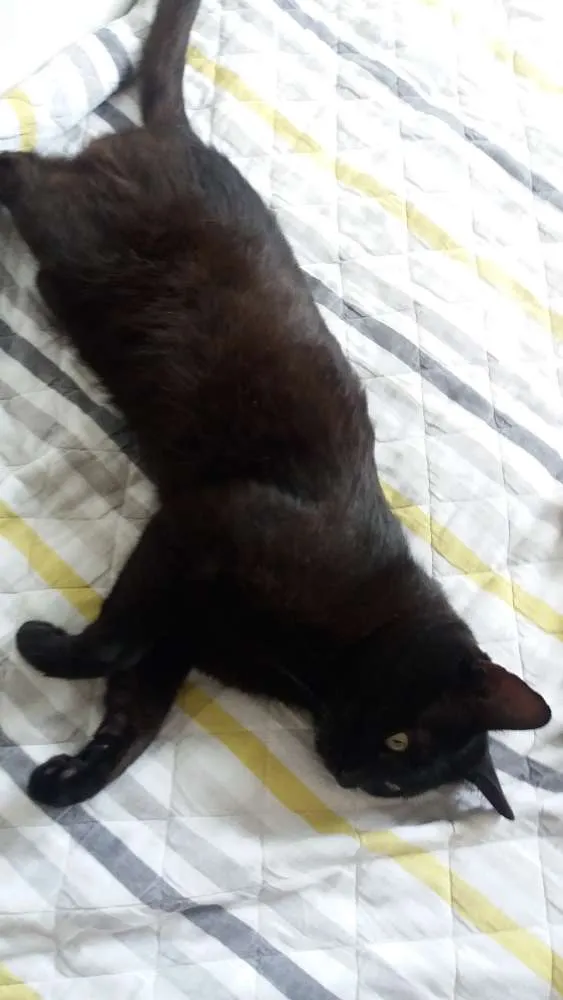 Gato ra a sem raca definida idade 2 a 6 meses nome negao