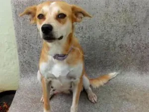 Cachorro raça vira lata idade 1 ano nome maya e seus filhotes