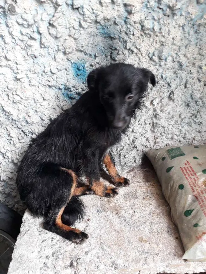 Cachorro raça Vira Lata idade 7 a 11 meses nome Kiara 