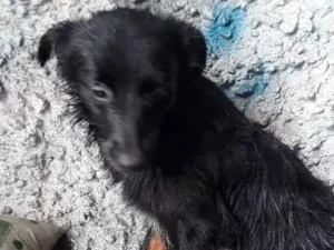 Cachorro raça Vira Lata idade 7 a 11 meses nome Kiara 