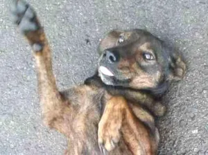Cachorro raça Não sei  idade  nome Não sei 