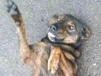 Cachorro raça Não sei  idade  nome Não sei 