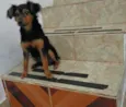 zeca