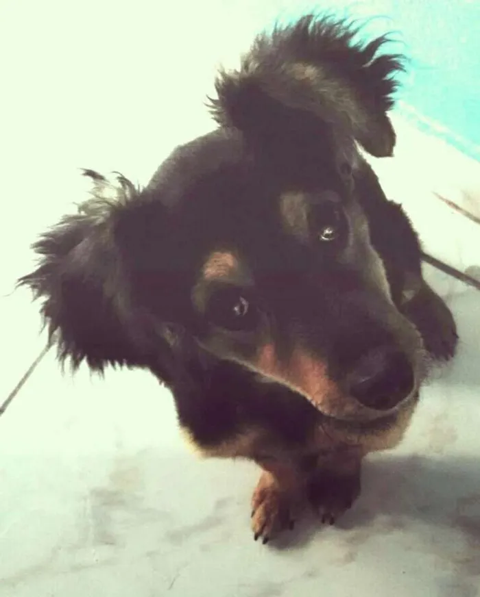 Cachorro ra a basset/ poodle idade 7 a 11 meses nome zeca