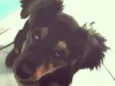 zeca