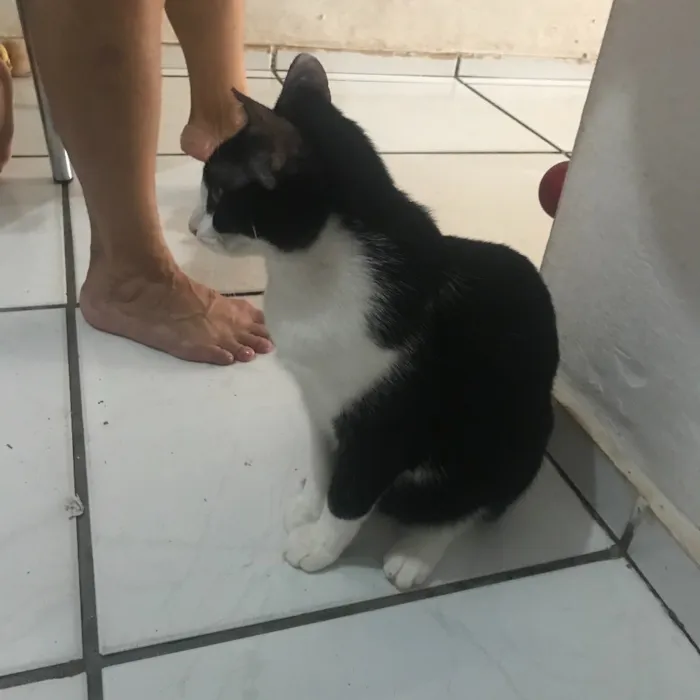 Gato raça S/R idade 1 ano nome Frajola