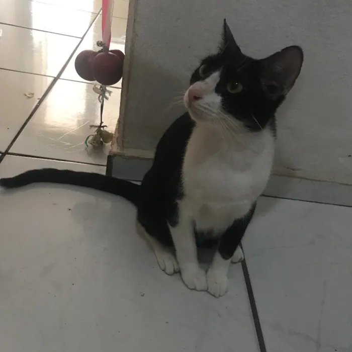 Gato raça S/R idade 1 ano nome Frajola