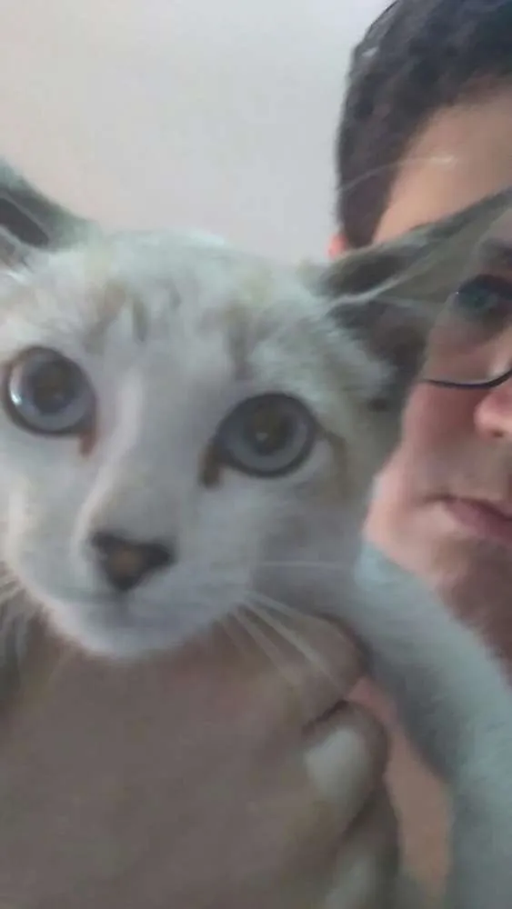 Gato ra a  idade Abaixo de 2 meses nome Não colequei