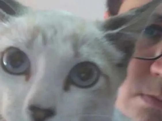 Gato ra a  idade Abaixo de 2 meses nome Não colequei