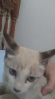 Não colequei
