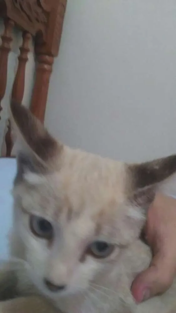 Gato ra a  idade Abaixo de 2 meses nome Não colequei