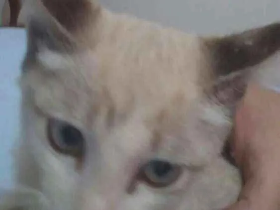 Gato ra a  idade Abaixo de 2 meses nome Não colequei