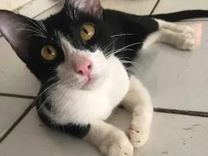Gato raça S/R idade 1 ano nome Frajola