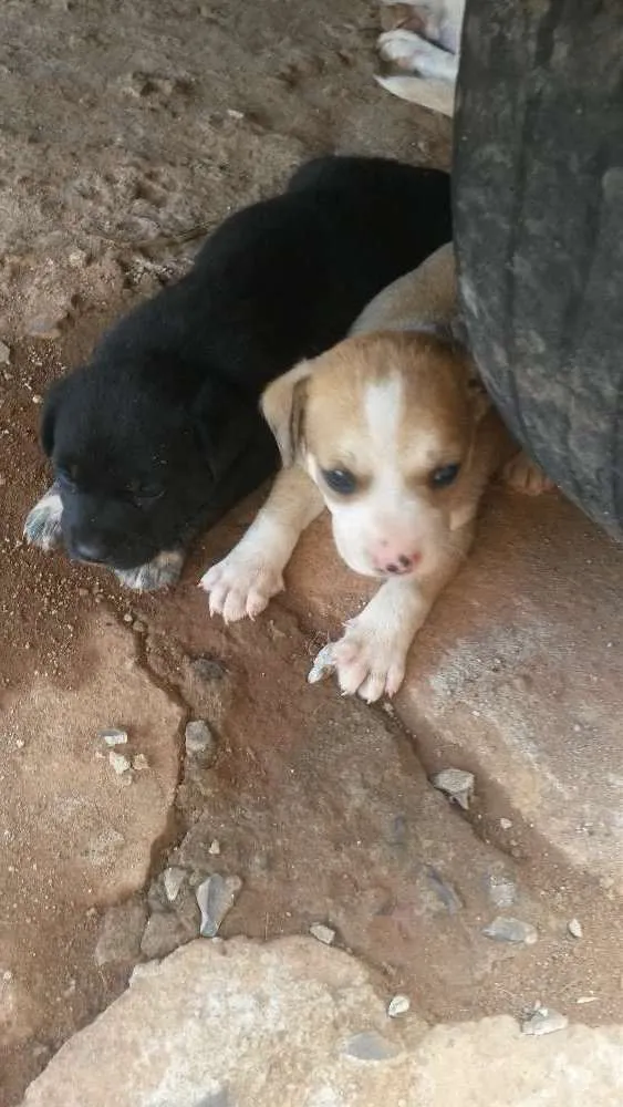 Cachorro raça Sem raça  idade Abaixo de 2 meses nome Não tem