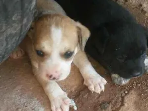 Cachorro raça Sem raça  idade Abaixo de 2 meses nome Não tem