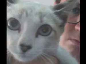 Gato raça  idade Abaixo de 2 meses nome Não colequei