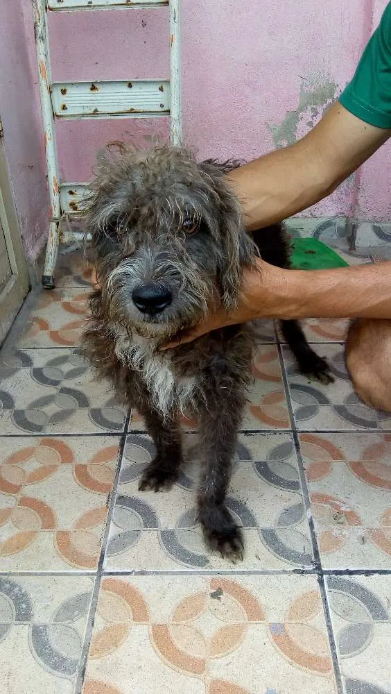 Cachorro ra a Poodle 3 idade 1 ano nome Sansão