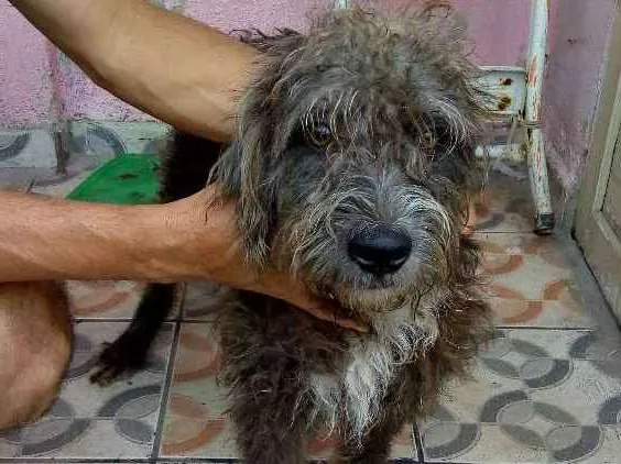 Cachorro ra a Poodle 3 idade 1 ano nome Sansão