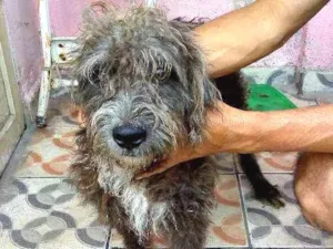 Cachorro raça Poodle 3 idade 1 ano nome Sansão