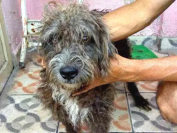 Cachorro ra a Poodle 3 idade 1 ano nome Sansão