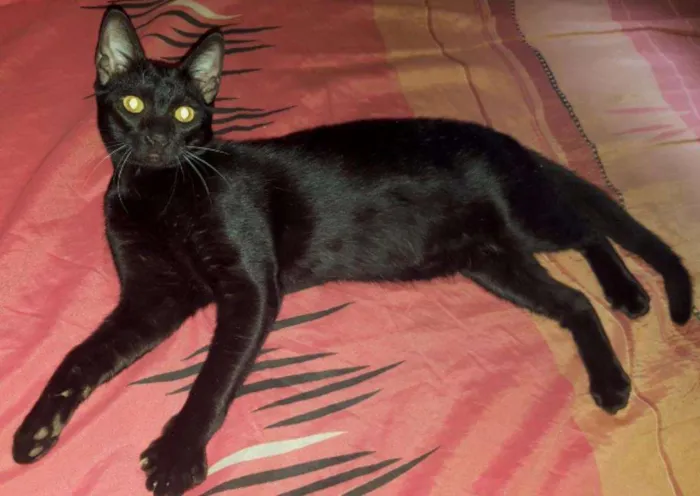 Gato raça Mista idade 2 a 6 meses nome Sem nome