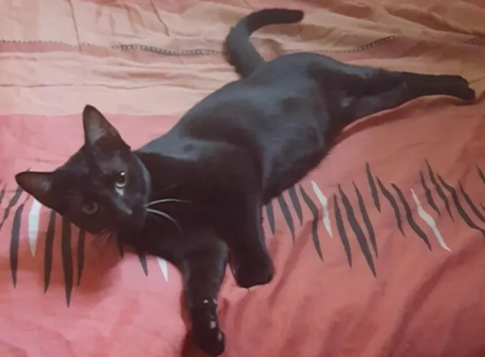 Gato raça Mista idade 2 a 6 meses nome Sem nome