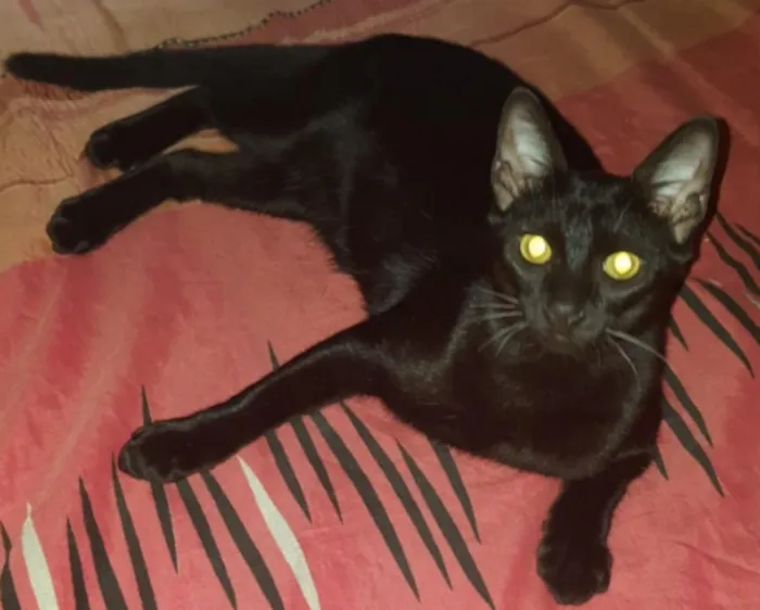 Gato raça Mista idade 2 a 6 meses nome Sem nome