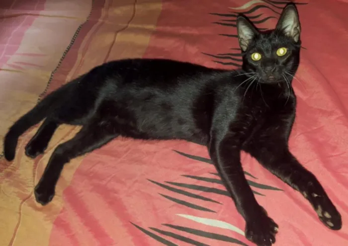 Gato raça Mista idade 2 a 6 meses nome Sem nome