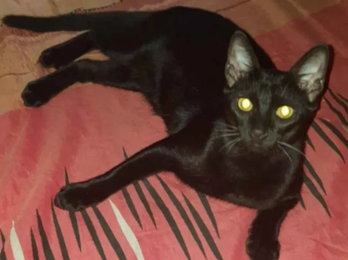 Gato raça Mista idade 2 a 6 meses nome Sem nome
