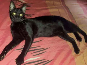 Gato raça Mista idade 2 a 6 meses nome Sem nome