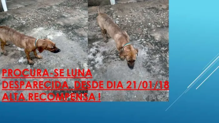 Cachorro raça fila brasileiro idade 1 ano nome Luna GRATIFICA