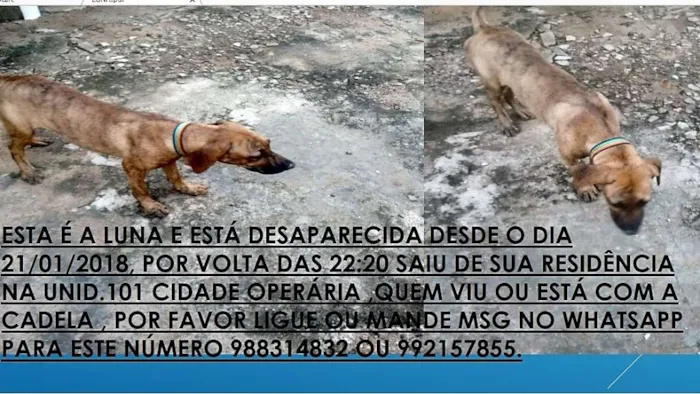 Cachorro raça fila brasileiro idade 1 ano nome Luna GRATIFICA