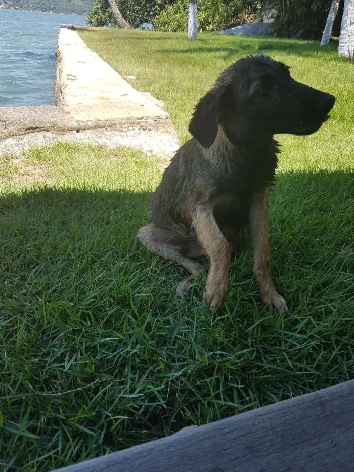 Cachorro ra a Srd idade  nome Nao sei