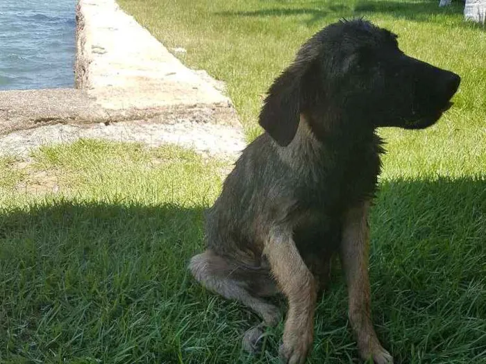 Cachorro ra a Srd idade  nome Nao sei