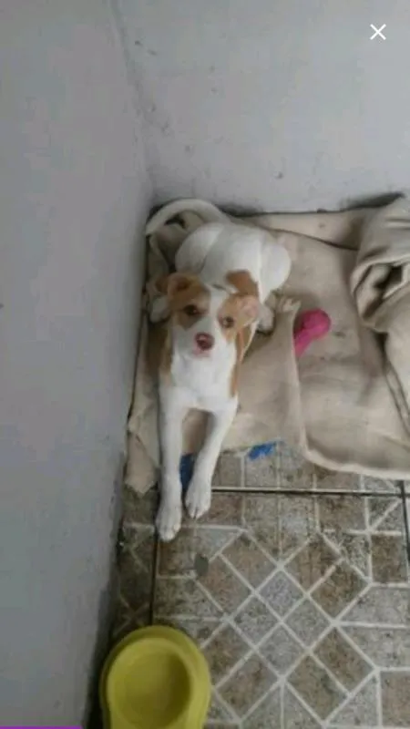 Cachorro ra a Vira lata  idade 2 a 6 meses nome Mel 