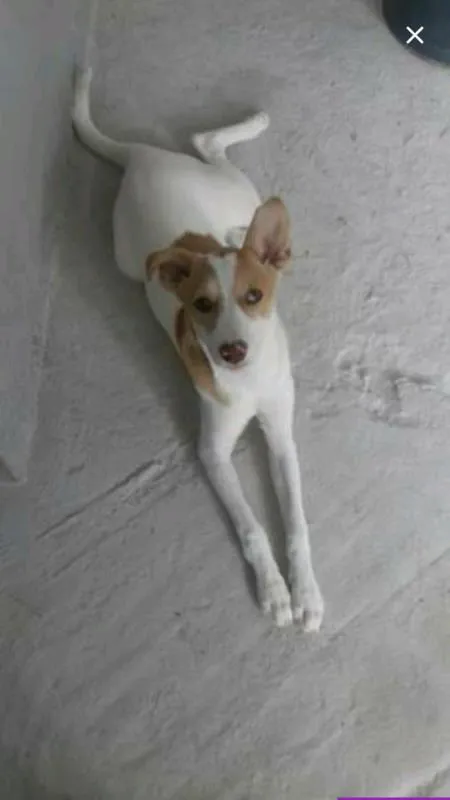 Cachorro ra a Vira lata  idade 2 a 6 meses nome Mel 