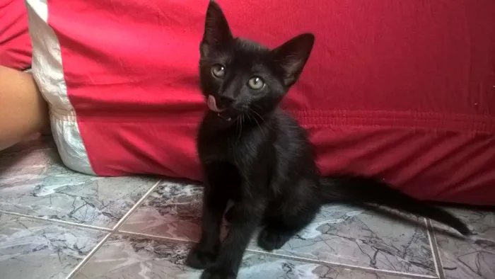 Gato ra a SRD idade 2 a 6 meses nome Batman