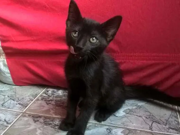 Gato ra a SRD idade 2 a 6 meses nome Batman