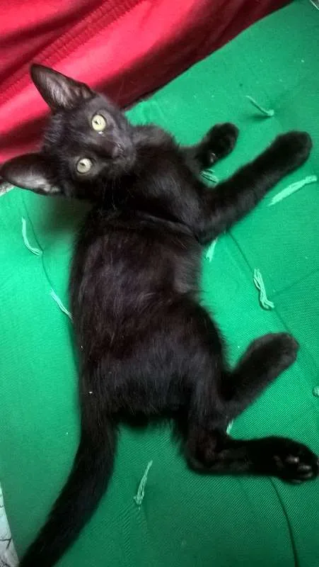 Gato ra a SRD idade 2 a 6 meses nome Batman