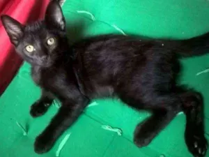 Gato raça SRD idade 2 a 6 meses nome Batman