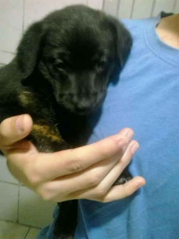Cachorro ra a VIRA LATA  idade Abaixo de 2 meses nome Amora