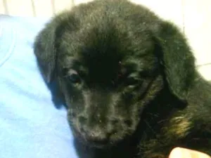 Cachorro raça VIRA LATA  idade Abaixo de 2 meses nome Amora