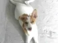 Mel 