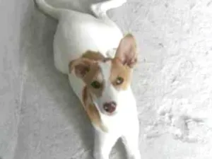 Cachorro raça Vira lata  idade 2 a 6 meses nome Mel 