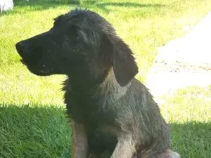 Cachorro raça Srd idade  nome Nao sei