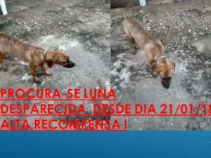 Cachorro raça fila brasileiro idade 1 ano nome Luna GRATIFICA